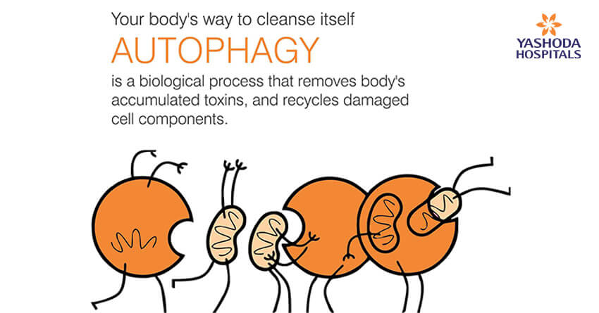 Autophagy biological process