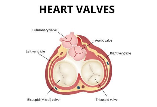 Heart Valve Replacement surgery