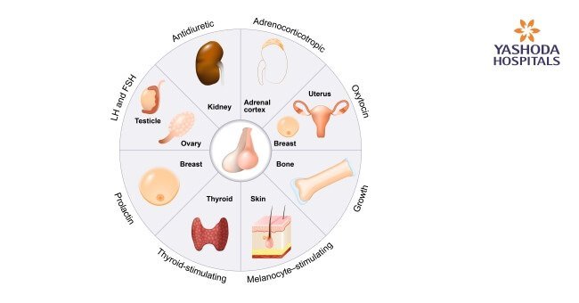 pituitary gland hormones imbalance