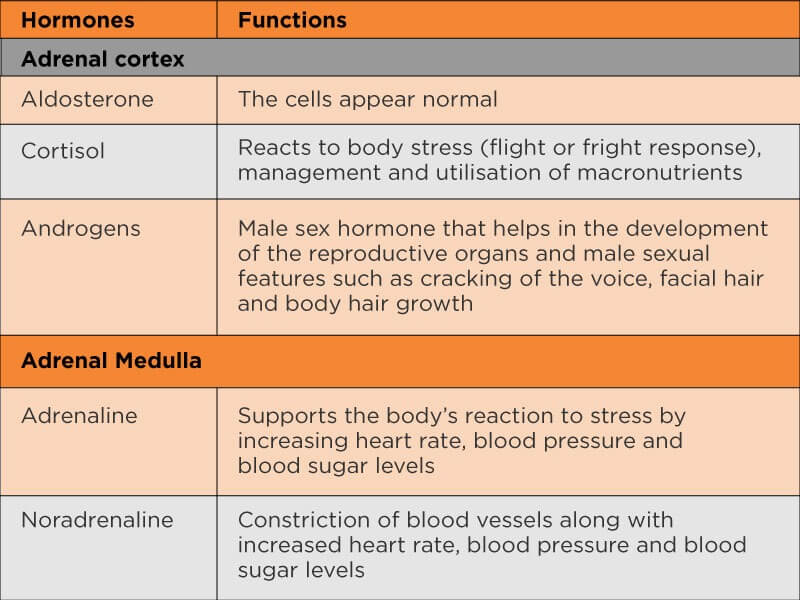 hormones produced by adrenal gland