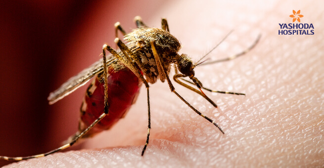 All you need to know about Mosquito borne diseases