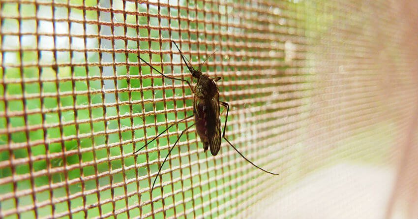 dengue on the prowl