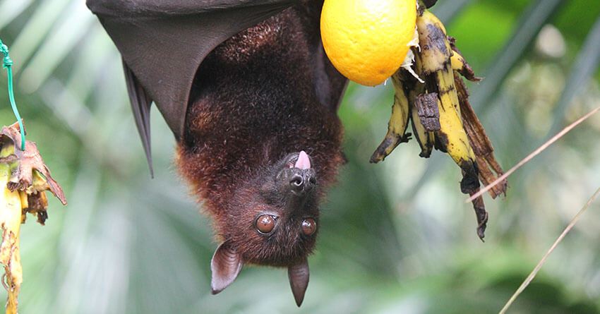 Nipah Virus Symptoms Diagnosis Prevention And Treatment